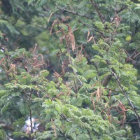 Vachellia leucophloea (Roxb.) Maslin, Seigler & Ebinger